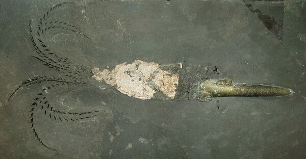 Very rare Belemnite fossil from Posidonia Shale of Germany with soft bodied preservation. Creative Commons License